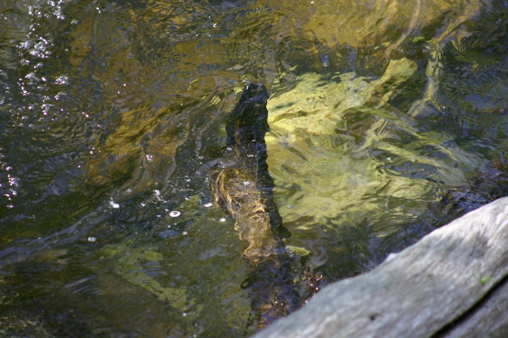 Log under water