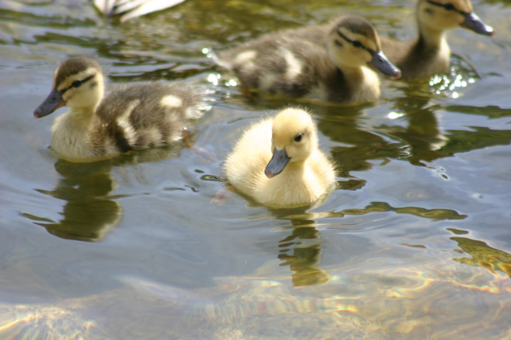 Ducklings