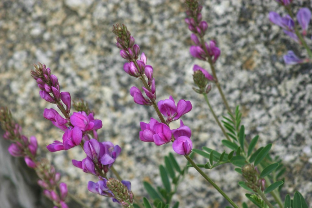 Wildflowers