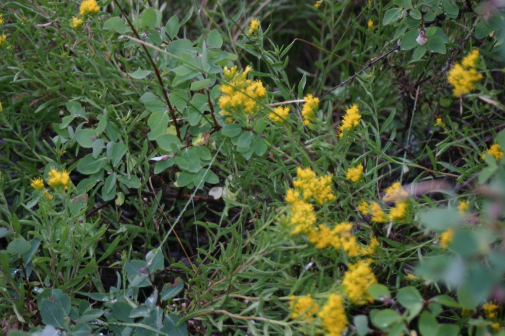 I don't want to bore you with excessive wildflower pictures. There were quite a few in bloom, but I'll give you just a sample.