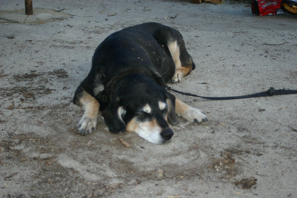 In case you ever wondered, this is what "dog tired" looks like. Poor Sofie really had no idea what she was getting in for when she got to come along this time. Considering she's in her 80's in people years, she kept up pretty well on all our hikes.