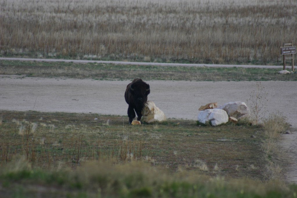 Billy the Bison