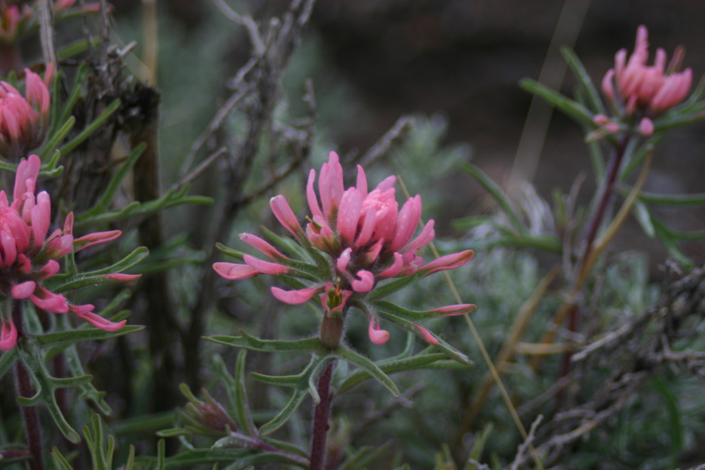 Indian Paintbrush