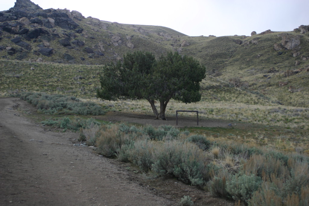 Hitching-Post Tree