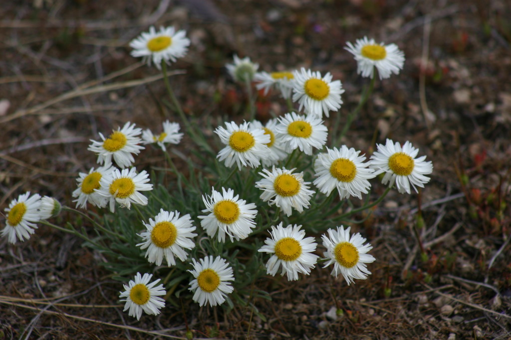 More Wildflowers