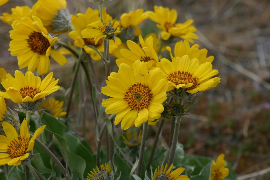 And still more wildflowers