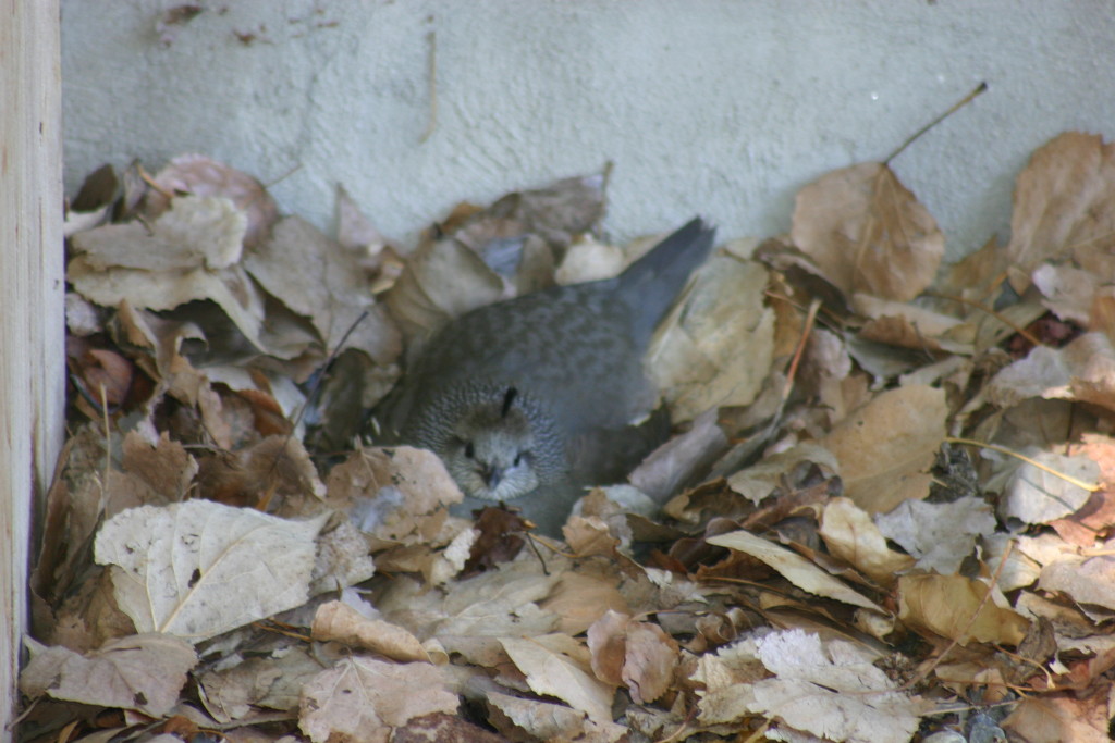 Quail2